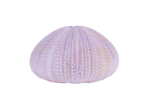 Sea Urchin Shell Isolated White Background Clipping Path — Stock Photo, Image