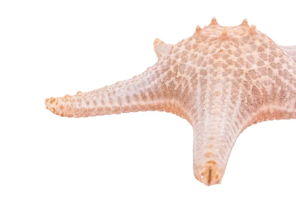 Зоряна Риба Ізольована Білому Тлі Відсічним Контуром Сухий Морський Коник — стокове фото
