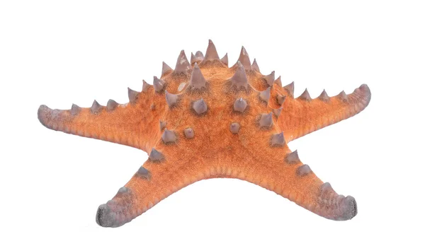 Зоряна Риба Ізольована Білому Тлі Відсічним Контуром Сухий Морський Коник — стокове фото