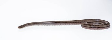 Beyaz arka planda çizgili kukri yılanı, Bilimsel adı Oligodon taeniatus, Tayland yılanı.