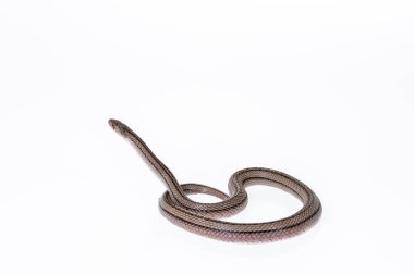 Beyaz arka planda çizgili kukri yılanı, Bilimsel adı Oligodon taeniatus, Tayland yılanı.