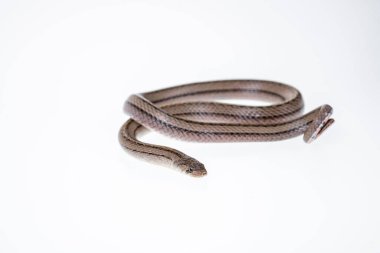 Khao Laem Ya 'da rıhtım - Mu Ko Samet Ulusal Parkı, Rayong Eyaleti, Doğu Tayland.