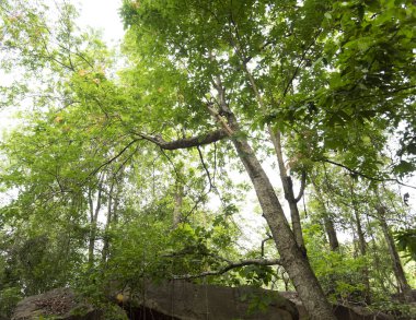 Khao Laem Ya 'da rıhtım - Mu Ko Samet Ulusal Parkı, Rayong Eyaleti, Doğu Tayland.