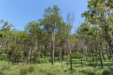 Orman ağaçları. Arka planda mavi gökyüzü.