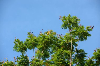 Khao Laem Ya 'da rıhtım - Mu Ko Samet Ulusal Parkı, Rayong Eyaleti, Doğu Tayland.