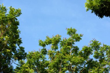 Khao Laem Ya 'da rıhtım - Mu Ko Samet Ulusal Parkı, Rayong Eyaleti, Doğu Tayland.