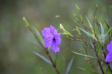 Mor çiçek (Ruellia Brittoniana) arka planda. Bu bitki bahçe tasarımıyla çok popüler..