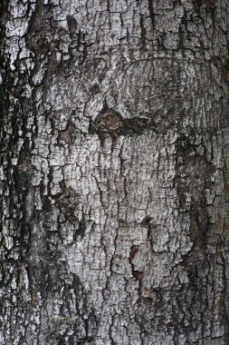 Khao Laem Ya 'da rıhtım - Mu Ko Samet Ulusal Parkı, Rayong Eyaleti, Doğu Tayland.