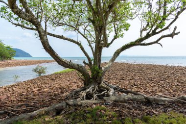 Tayland 'da gün ışığında kumsalda kayalar ve taşlar. Sahilin arka planında çakıl taşlarıyla deniz manzarası..
