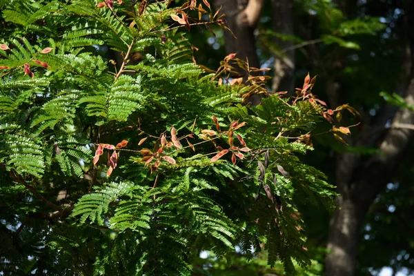 Peltophorum Pterocarpum Ett Grönskande Alléträd Med Klargula Blommor Och Kopparfärgade — Stockfoto