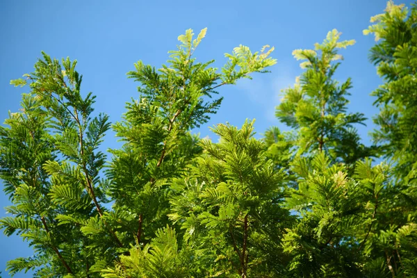 Beautiful Green Leaves Plants Named Peltophorum Pterocarpum Growth Botanical Garden — Stock Photo, Image