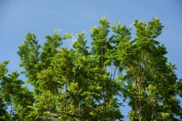 Schöne Grüne Blätter Von Pflanzen Namens Peltophorum Pterocarpum Wachsen Botanischen — Stockfoto