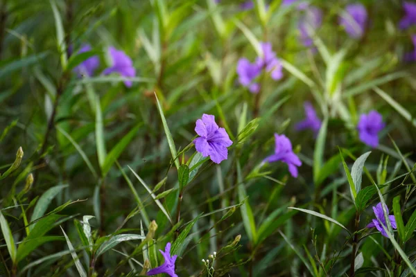草の上に紫色の花 ルエリアブリトニアナ を咲かせます — ストック写真