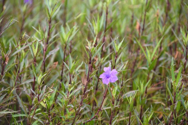 Purple Flower Ruellia Brittoniana Grass Background Plant Very Popular Garden — Stock Photo, Image