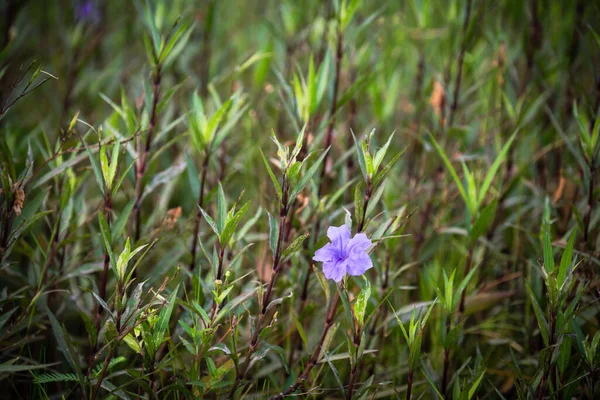 Purple Flower Ruellia Brittoniana Grass Background Plant Very Popular Garden — Stock Photo, Image