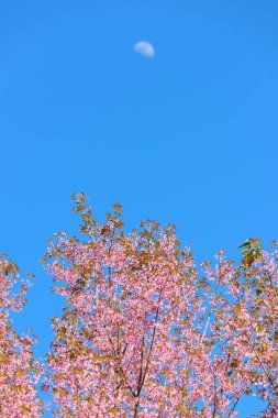 Tayland Pembe Çiçeği: Tayland 'ın kuzeyindeki Chiang Mai eyaletinde ilkbaharda tam pembe kiraz çiçeği. Bahar arkaplanı ve güzel doğal manzara.