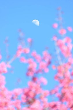 Tayland Pembe Çiçeği: Tayland 'ın kuzeyindeki Chiang Mai eyaletinde ilkbaharda tam pembe kiraz çiçeği. Bahar arkaplanı ve güzel doğal manzara.