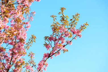 Tayland Pembe Çiçeği: Tayland 'ın kuzeyindeki Chiang Mai eyaletinde ilkbaharda tam pembe kiraz çiçeği. Bahar arkaplanı ve güzel doğal manzara.