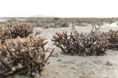 Tayland, Phuket sahilinde Staghorn Coral 'ın tarlası var. Gelgit akıntısı azalınca ortaya çıkıyorlar. Bu küresel ısınma ve iklim değişikliğinden kaynaklanan bir sorun. Yavaş yavaş ölüyorlar..