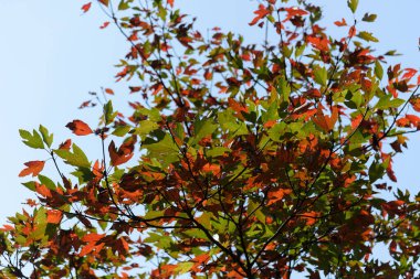 Sonbaharda Ginkgo biloba. Bu ağaç genel olarak ginkgo, gingko ya da bakir saç ağacı olarak bilinir. Dekoratif yapraklarıyla ünlüdür.