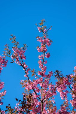 Tayland Pembe Çiçeği: Tayland 'ın kuzeyindeki Chiang Mai eyaletinde ilkbaharda tam pembe kiraz çiçeği. Bahar arkaplanı ve güzel doğal manzara.