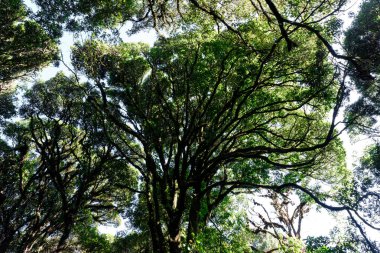 İlkbaharda kayın ağaçlarının tacına bak. Gökyüzü, ağaçlar, mavi ve özgürlük