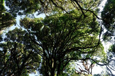 İlkbaharda kayın ağaçlarının tacına bak. Gökyüzü, ağaçlar, mavi ve özgürlük