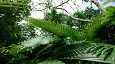 Beyaz Fil Ayası, Beyaz Sırtlı Avuç (Kerriodoxa elegans): Tayland 'ın güneyinde endemik avuç içi.