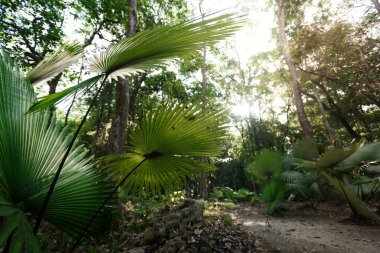 Beyaz Fil Ayası, Beyaz Sırtlı Avuç (Kerriodoxa elegans): Tayland 'ın güneyinde endemik avuç içi.