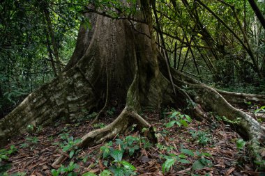 Yeşil bir ormanda Asya tropikal yağmur ormanları, orman ağaçları, ağaç kökleri ve güneş ışığı.