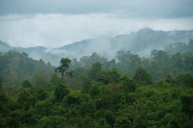 Yağmur ormanlarının ve dağ arka planının güzel manzarası. Tayland 'ın tropik ormanları.