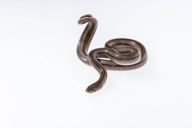 Beyaz arka planda çizgili kukri yılanı, Bilimsel adı Oligodon taeniatus, Tayland yılanı.