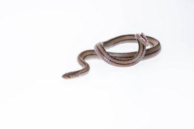 Beyaz arka planda çizgili kukri yılanı, Bilimsel adı Oligodon taeniatus, Tayland yılanı.