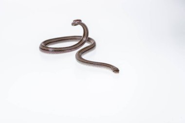 Beyaz arka planda çizgili kukri yılanı, Bilimsel adı Oligodon taeniatus, Tayland yılanı.