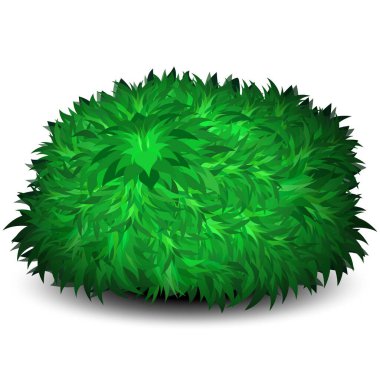 Yuvarlak şekilli yemyeşil bir çalı beyaz bir arkaplanda izole bir gölge bırakır..