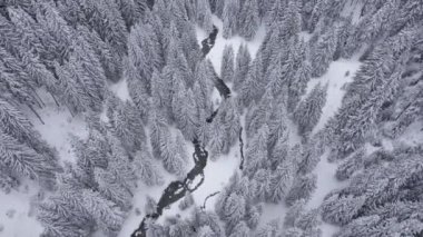 Aerial drone view of winter landscape with a small mountain river against the snow-capped pine trees in Brasov county, Romania