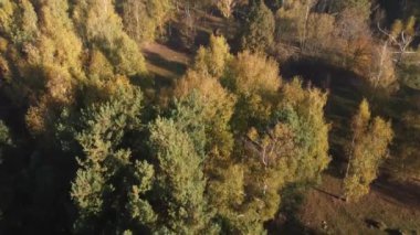 Autumn aerial view over the colorful forest, In the Carpathian Mountains