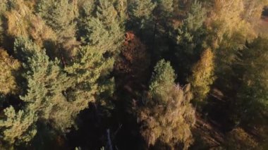 Autumn aerial view over the colorful forest, In the Carpathian Mountains