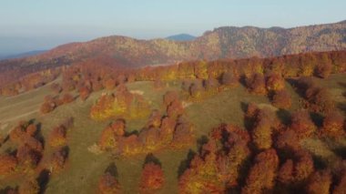 Autumn aerial view over the colorful forest, In the Carpathian Mountains