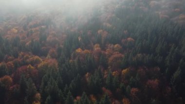 Aerial view of morning landscape over the foggy forest, in the Carpathian Mountains, during autumn