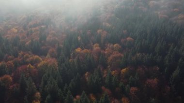Sonbahar boyunca, Karpat Dağları 'ndaki sisli ormanın üzerindeki sabah manzarası.