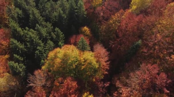 Autumn Aerial View Colorful Forest Carpathian Mountains — ストック動画