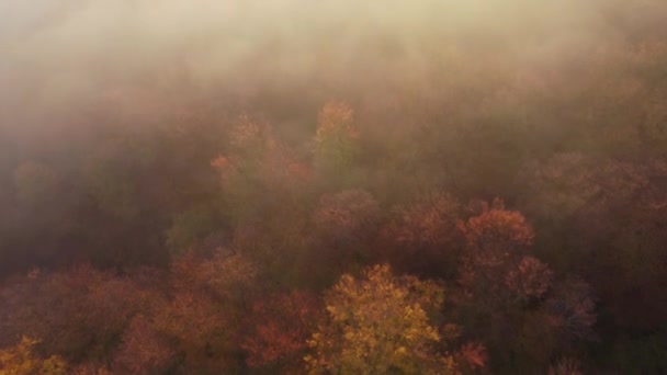 Vista Aérea Paisagem Matinal Sobre Floresta Nebulosa Nas Montanhas Cárpatas — Vídeo de Stock