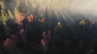Güneşin doğuşuyla sisli bir çam ormanının üzerindeki hava sahnesi. Sıcak altın saatinde renkli ağaçların tepesinden yukarısı