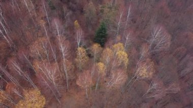 Renkli çam ağaçlarının ve yaprak döken ormanların tepesinden gün doğumunun sıcağına.