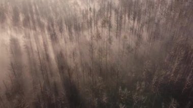 Güneşin doğuşuyla sisli bir çam ormanının üzerindeki hava sahnesi. Sıcak altın saatinde renkli ağaçların tepesinden yukarısı