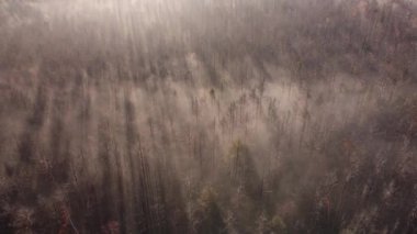 Güneşin doğuşuyla sisli bir çam ormanının üzerindeki hava sahnesi. Sıcak altın saatinde renkli ağaçların tepesinden yukarısı