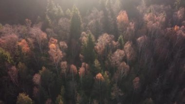 Güneşin doğuşuyla sisli bir çam ormanının üzerindeki hava sahnesi. Sıcak altın saatinde renkli ağaçların tepesinden yukarısı