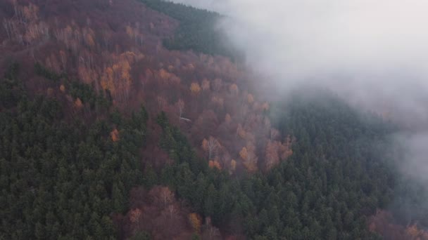 Escena Aérea Sobre Bosque Pinos Brumosos Luz Del Amanecer Vista — Vídeos de Stock