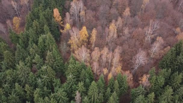 Vista Superior Sobre Pinho Colorido Floresta Caduca Luz Quente Nascer — Vídeo de Stock
